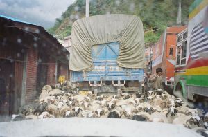 nepal-traffic-goat